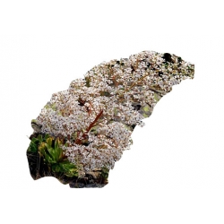 bylina Skalnica liścieniolistna B273