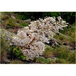 bylina Skalnica liścieniolistna B273