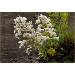 bylina Skalnica liścieniolistna B273