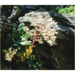 bylina Skalnica liścieniolistna B273