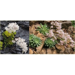 bylina Skalnica liścieniolistna B273