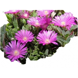 bylina Słonecznica czerwona B296