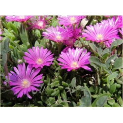 bylina Słonecznica czerwona B296