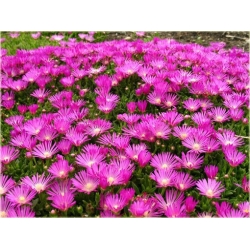 bylina Słonecznica czerwona B296