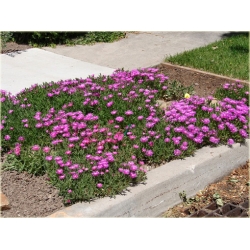 bylina Słonecznica czerwona B296