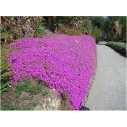 bylina Słonecznica czerwona B296