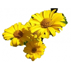 bylina Słoneczniczek Heliopsis B274