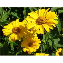 bylina Słoneczniczek Heliopsis B274