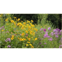 bylina Słoneczniczek Heliopsis B274