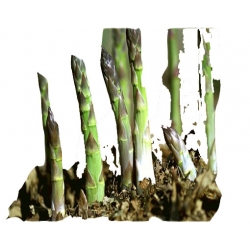 bylina Szparag Gijnlim B422