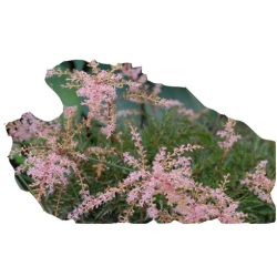 bylina Tawułka Sprite B293