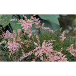 bylina Tawułka Sprite B293