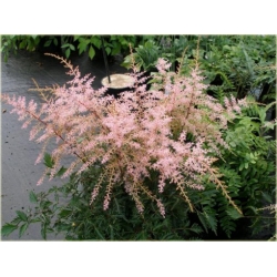 bylina Tawułka Sprite B293