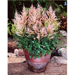 bylina Tawułka Sprite B293