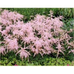 bylina Tawułka Sprite B293