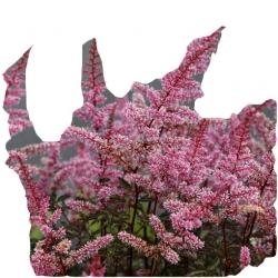 bylina Tawułka pojedynczolistna Key West B362