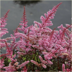 bylina Tawułka pojedynczolistna Key West B362