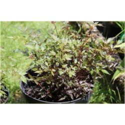 bylina Tawułka pojedynczolistna Key West B362