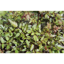 bylina Tawułka pojedynczolistna Key West B362