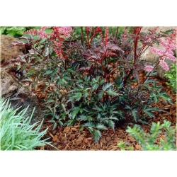 bylina Tawułka pojedynczolistna Key West B362