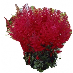 bylina Tawułka Younique Carmine B361