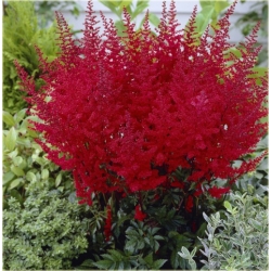 bylina Tawułka Younique Carmine B361