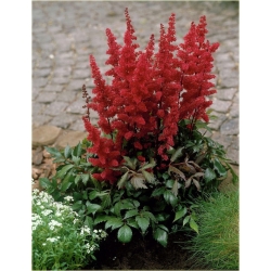 bylina Tawułka Younique Carmine B361