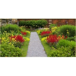 bylina Tawułka Younique Carmine B361