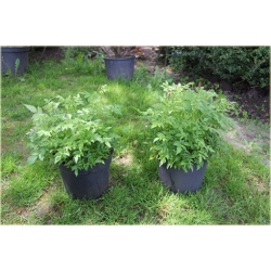 bylina Tawułka Younique Carmine B361