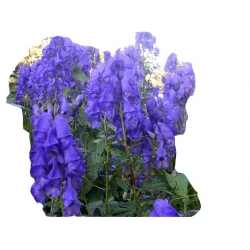 bylina Tojad Carmichaela Arendsii B319