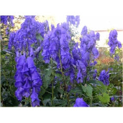 bylina Tojad Carmichaela Arendsii B319