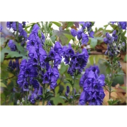 bylina Tojad Carmichaela Arendsii B319