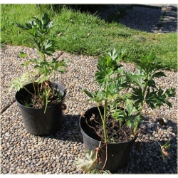 bylina Tojad Carmichaela Arendsii B319