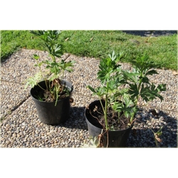 bylina Tojad Carmichaela Arendsii B319