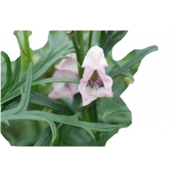 bylina Tojad mocny Rubellum B324