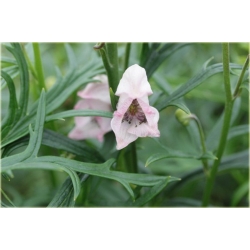 bylina Tojad mocny Rubellum B324