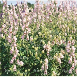 bylina Tojad mocny Rubellum B324