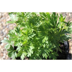 bylina Tojad mocny Rubellum B324