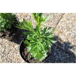 bylina Tojad mocny Rubellum B324