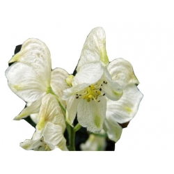 bylina Tojad mocny Schneewittchen B314