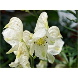 bylina Tojad mocny Schneewittchen B314