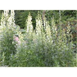 bylina Tojad mocny Schneewittchen B314