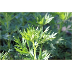 bylina Tojad mocny Schneewittchen B314