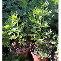 bylina Tojad mocny Schneewittchen B314