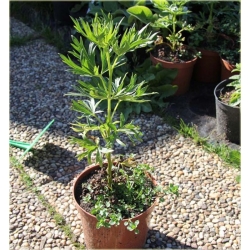 bylina Tojad mocny Schneewittchen B314