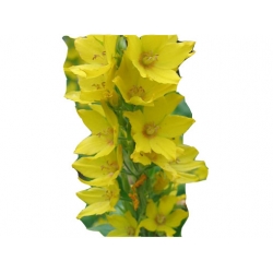 bylina Tojeść kropkowana B259