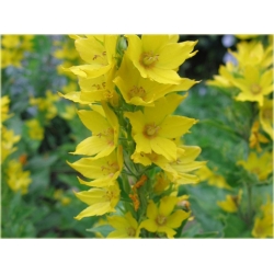 bylina Tojeść kropkowana B259