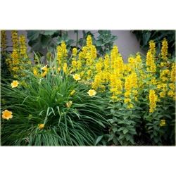 bylina Tojeść kropkowana B259