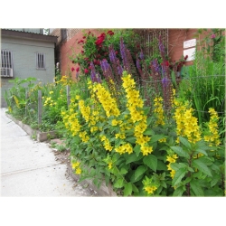 bylina Tojeść kropkowana B259