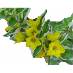 bylina Tojeść kropkowana Variegata B280